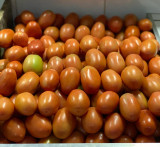 Tomate para Salada Graúdo